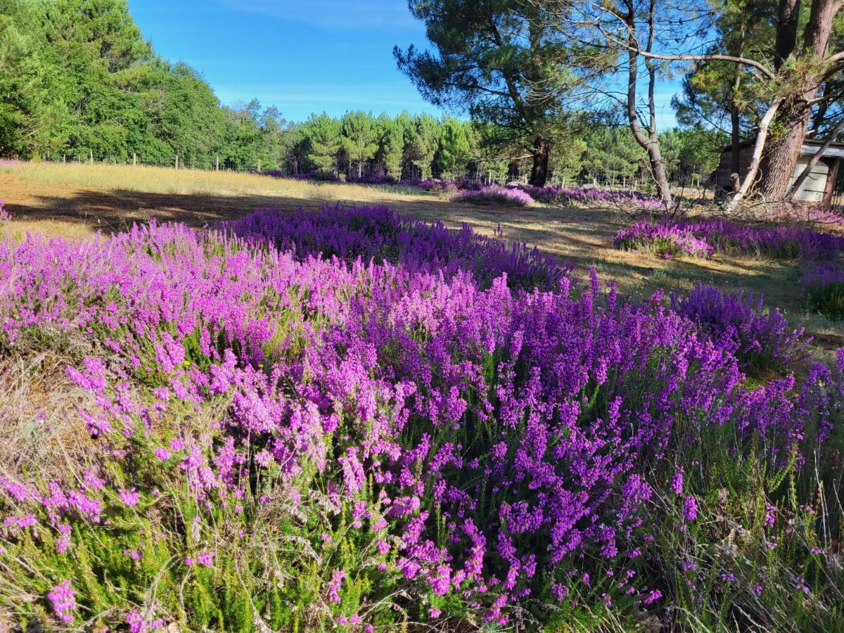 Domaine De La Sarrotte Bed & Breakfast Saugon ภายนอก รูปภาพ